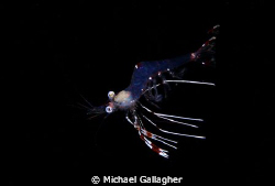 Free swimming shrimp, night dive on the Tawali house reef... by Michael Gallagher 